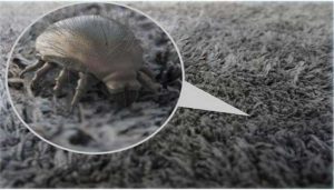 عامل اصلی آلرژی در فرش