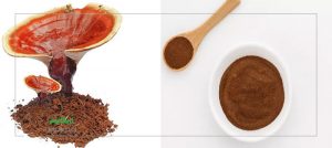 خرید قهوه گانودرما یا پودر گانودرما